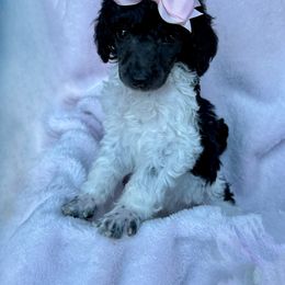 Poodle Puppies from Silver Lining Poodles
