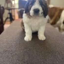 Saint Berdoodle Puppies from Country Manor Saint Berdoodles