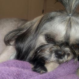 Shih Tzu puppies from Shantii's Shih Tzu's