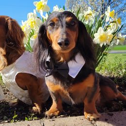 Dachshunds from Mason Dixon Doxies