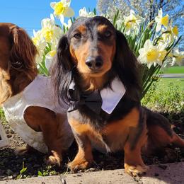 Dachshunds from Mason Dixon Doxies