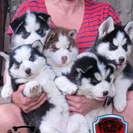 Siberian Huskies from Whiskey River Siberians