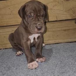 Barry - Chocolate male Great Dane puppy in Walker, Louisiana from La Rebel Danes