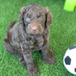 Australian Labradoodle Puppies from Happy Time Doodles