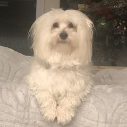 Alfie - Maltipoo
