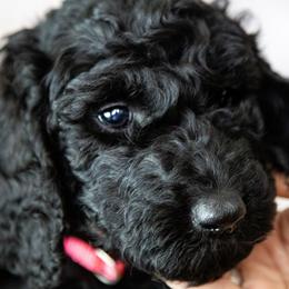 Ms. Fuschia - Black female Goldendoodle puppy in Gotha, Florida from Perlune Farms