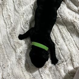 Green collar - Black female Giant Schnauzer puppy in Atoka, Oklahoma from Hannah's Haus & Farm