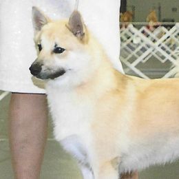 Norwegian Buhunds from Zodiac ranch