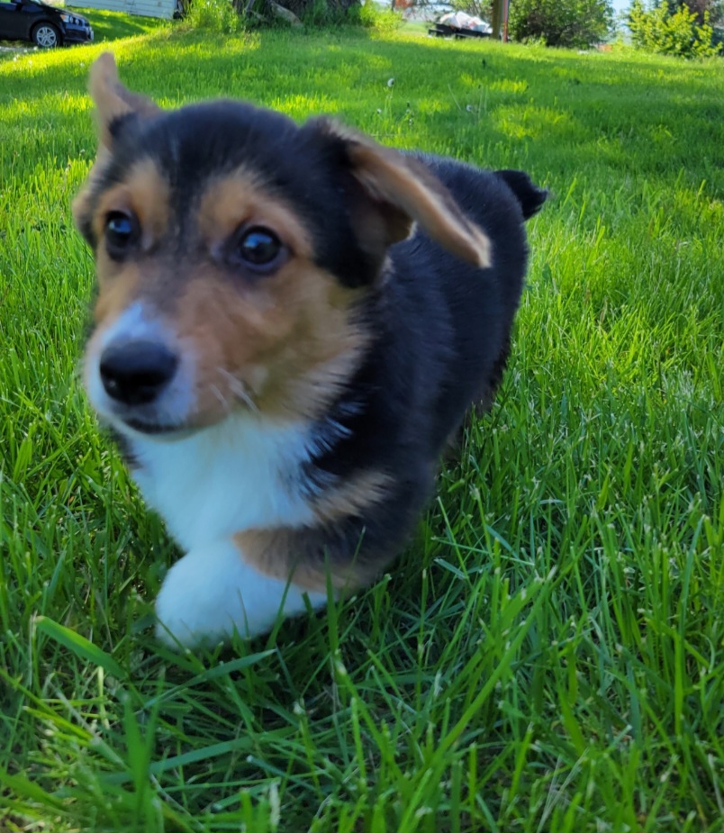 Pembroke Welsh Corgi Puppies from Winterton Farm & Homestead