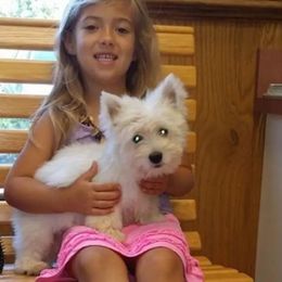 Winter - West Highland White Terrier