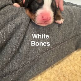 Bernese Mountain Dog Puppies from Midnight Bernese Mountain Dogs