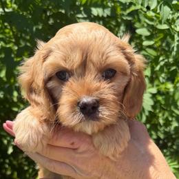 Brookie - Red female Cavapoo puppy in Tucson, Arizona from Adored Poodle & Doodles