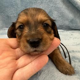 Mushroom - Red male Dachshund puppy in Memphis, Tennessee from River City Doxies