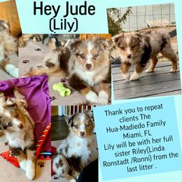 Hey Jude - Red merle female Australian Shepherd puppy in Mid West, Illinois from Water's Edge Aussies