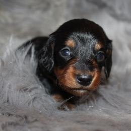 Girl 1 - Black and tan female Dachshund puppy in Craig, Colorado from Rocky Mountain Shih Tzus and Dry Creek Miniature Dachshunds