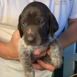 Audry - Liver roan female German Shorthaired Pointer puppy in Okeechobee, Fl, Florida from Spotted Dog Lodge