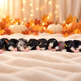 Bernedoodle puppies from Bernese By Barzees