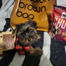 Majesty - Black and gold Yorkshire Terrier puppy in Union City, Georgia from Royalty Kennel