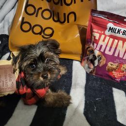 Majesty - Black and gold Yorkshire Terrier puppy in Union City, Georgia from Royalty Kennel