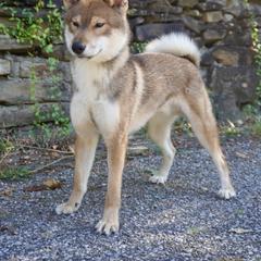 Taiyo - Red male Shikoku puppy in Charleston, West Virginia from Kiseki No Yama