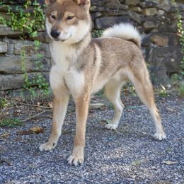 Taiyo - Red male Shikoku puppy in Charleston, West Virginia from Kiseki No Yama