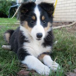 Shetland Sheepdog Puppies from Fancypants Shetland Sheepdogs