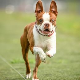 Turbo - Boston Terrier