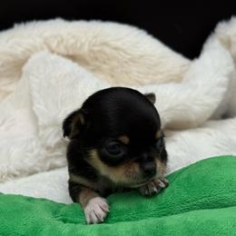 Petra - Black and tan female Chihuahua puppy in Lee Center, New York from Alfheim-Andromeda Chihuahua's (A &A's)