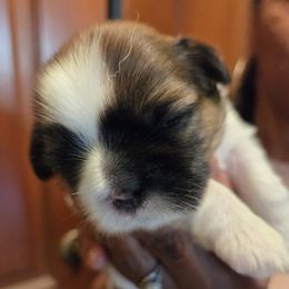 Black Collar Boy - Black and tan male Shih Tzu puppy in Hemet, California from Kimberly's Heavenly Shih Tzus