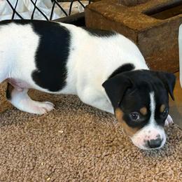 George - White black and tan male Rat Terrier puppy in Canandaguia, New York from Mary ann Whipple's Old Dominion Terriers