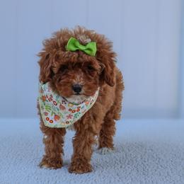 Eevee - Red female Cavapoo puppy in Apopka, Florida from Rae Precious Puppies