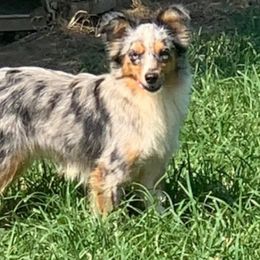 Loretta - Australian Shepherd