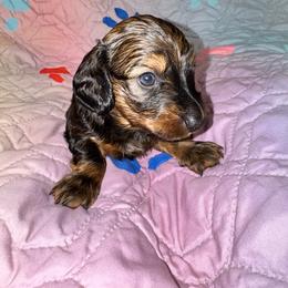 AKC Shodow - Dapple male Dachshund puppy in Knoxville, Tennessee from Thea's Puppies