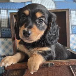 Boy 3 - male Dachshund puppy in Chewelah, Washington from The Love of Dachshunds