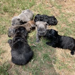 French Bulldog Puppies from Legacy Breeders