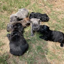 French Bulldog Puppies from Legacy Breeders