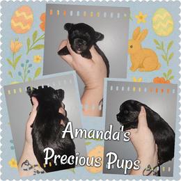 Jett - Black and tan male Yorkshire Terrier puppy in Wartburg, Tennessee from Amanda's Precious Pups