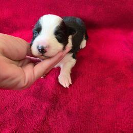 Happy - Black and white male Border Collie puppy in Ripley, Oklahoma from Adventure5 Border Collies
