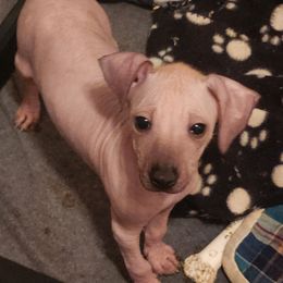 Male 3 - Slate Xoloitzcuintli puppy in Augusta, Georgia from Faulkner Pups