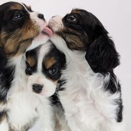 Cavalier King Charles Spaniel and Golden Retriever Puppies from TLC Pups