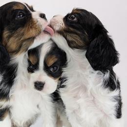 Cavalier King Charles Spaniel and Golden Retriever Puppies from TLC Pups