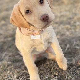 Tiffany - Yellow female Labrador Retriever puppy in Baldwin City, Kansas from Hedge Lane Labradors