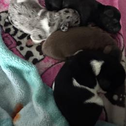 Dachshund Puppies from Mayberry Dachshunds