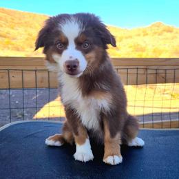Mr. Jackpot - Red tri male Toy Australian Shepherd puppy in Dolan Springs, Arizona from High Desert Companions