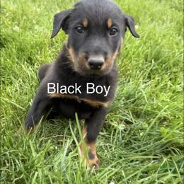 Black - Black and rust male Beauceron puppy in Floyd’s Knobs, Indiana from Birdwing Beaucerons