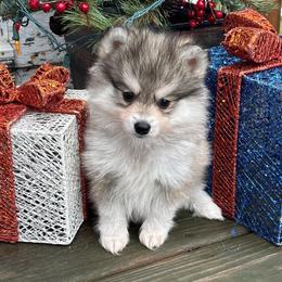 Alaskan Klee Kai and Shiba Inu Puppies from Kayobi Shibas