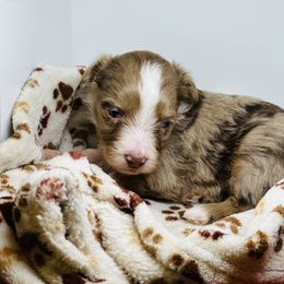Aussiedoodle, Bordoodle, and Goldendoodle Puppies from Korbella Farm