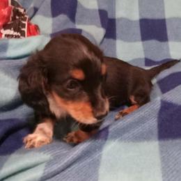 Mary - Black and tan female Dachshund puppy in Bigfork, Minnesota from Long Ears and Long Dogs Ranch