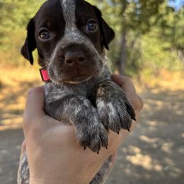 Acadia - Hot Pink Collar - Liver roan female German Shorthaired Pointer puppy in Mokelumne Hill, California from Underhill GSP