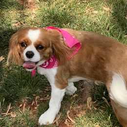Bella - Cavalier King Charles Spaniel